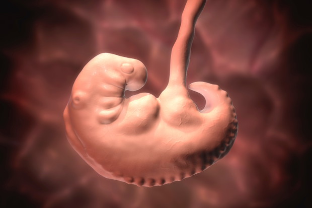 Pregnancy. 4 weeks embryo
