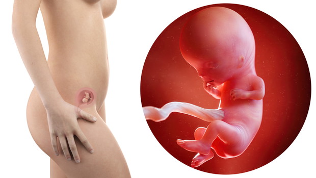 pregnant woman with visible uterus and fetus week 11