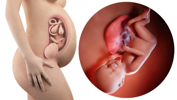 pregnant woman with visible uterus and fetus week 38