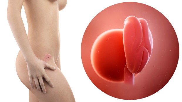 pregnant woman with visible uterus and fetus week 4