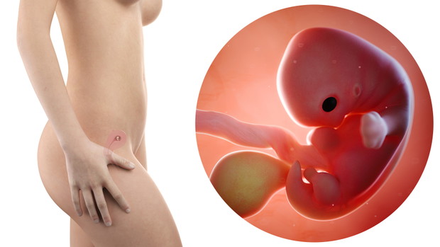 pregnant woman with visible uterus and fetus week 7