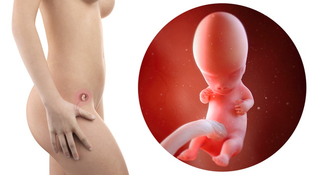 pregnant woman with visible uterus and fetus week 9