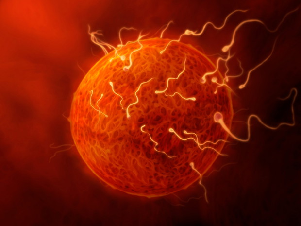 sperm and egg - illustration of sperm fertilizing the egg, close