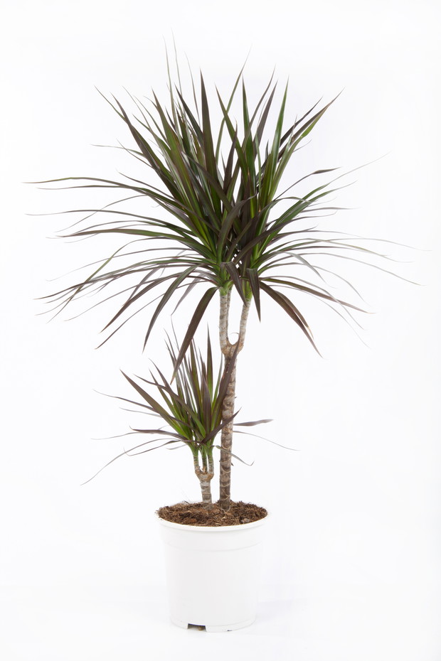 dracena