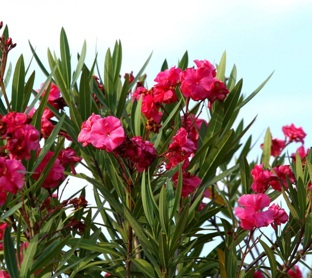 Trujące rośliny doniczkowe: oleander