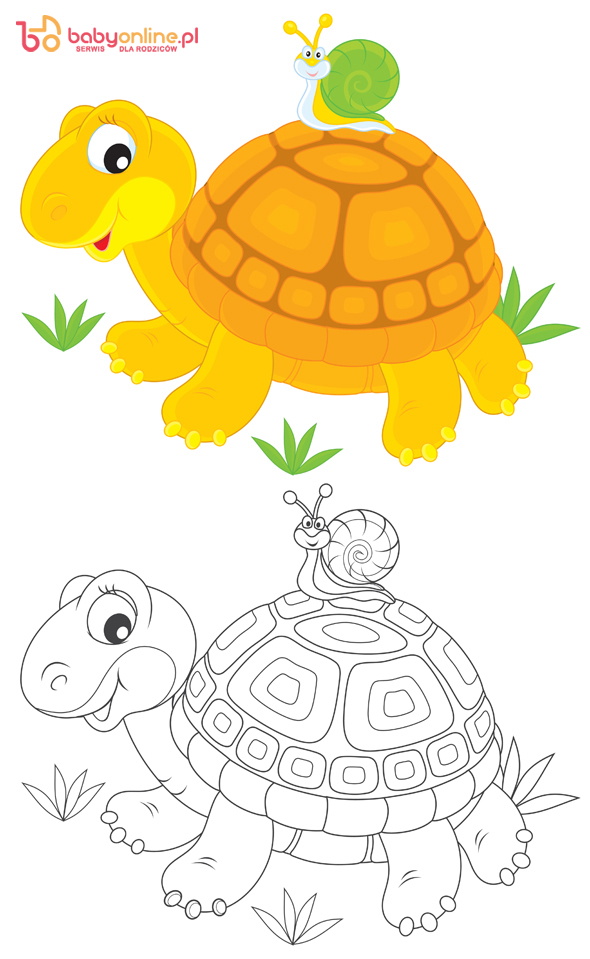 Tortoise and snail