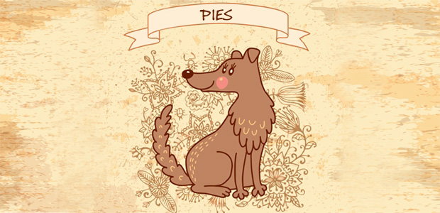 pies horoskop chiński