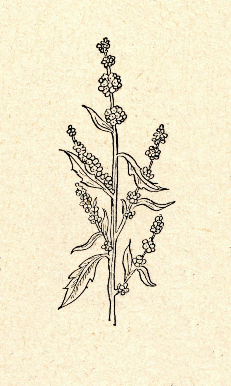 komosa