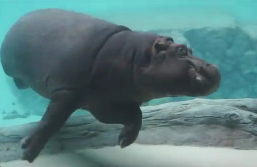 tańczący hipopotam z wrocławskiego Afrykarium