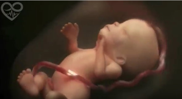 kadr z filmu Life in the womb (9 months in 4 minutes) HD
