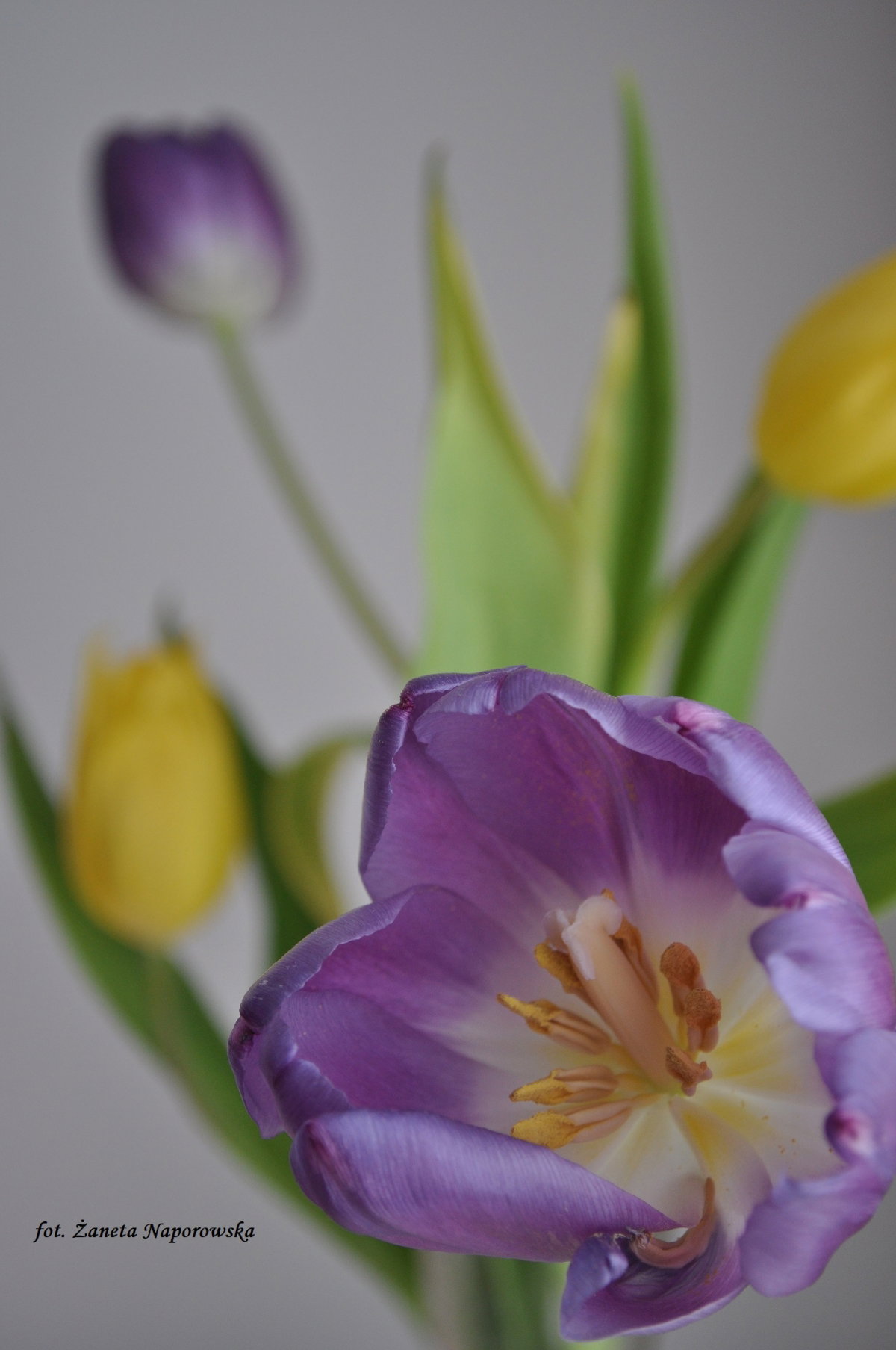 wiosenne tulipany