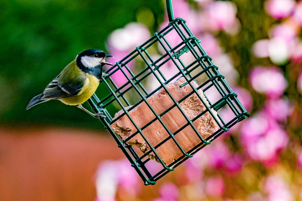 bird on feeder