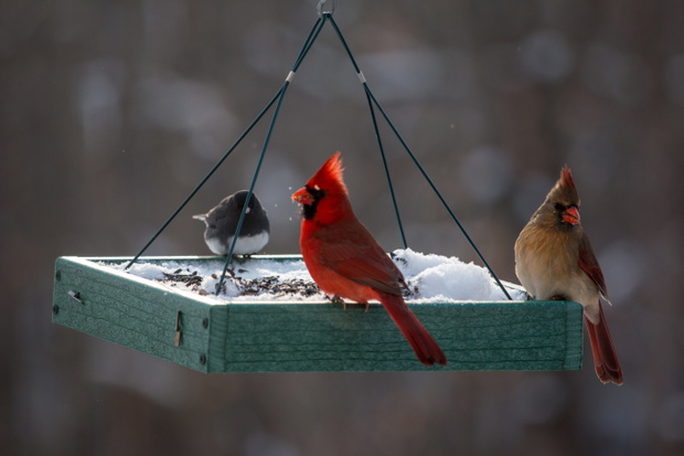 Pair of Red Cardinal Birds at a Feeder in the Winter Snow in Maryland Mid Atlantic USA