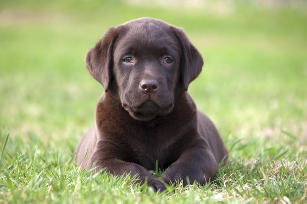 brown labrador puppy