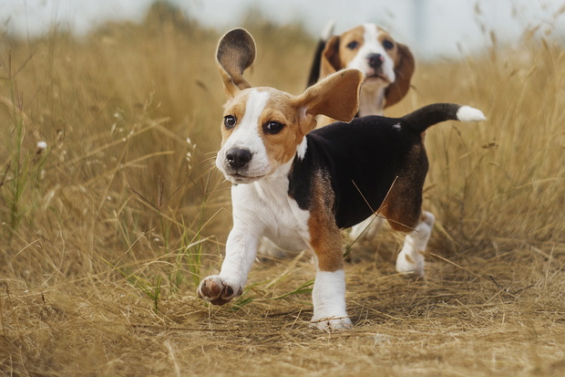 funny beagle puppy
