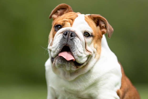 Beautiful happy dog breeds