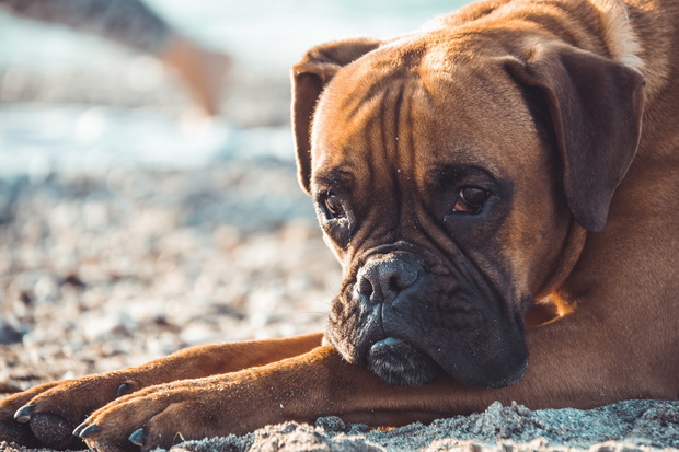 Boxer dog on the beach. Face expression and poses. Copy space