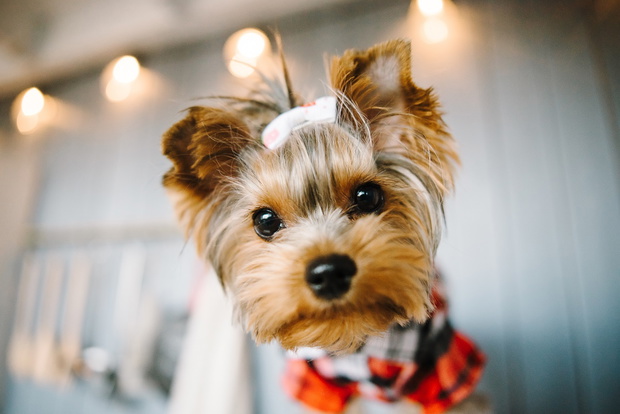 Close-up portrait of a Yorkshire terrier
