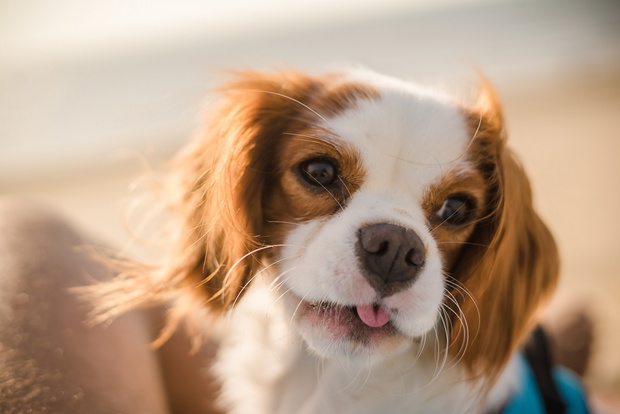 Portrait Cavalier King Charles Spaniël puppy on the beach