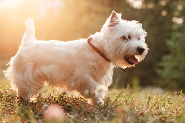 Portrait of One West Highland White Terrier in the Park