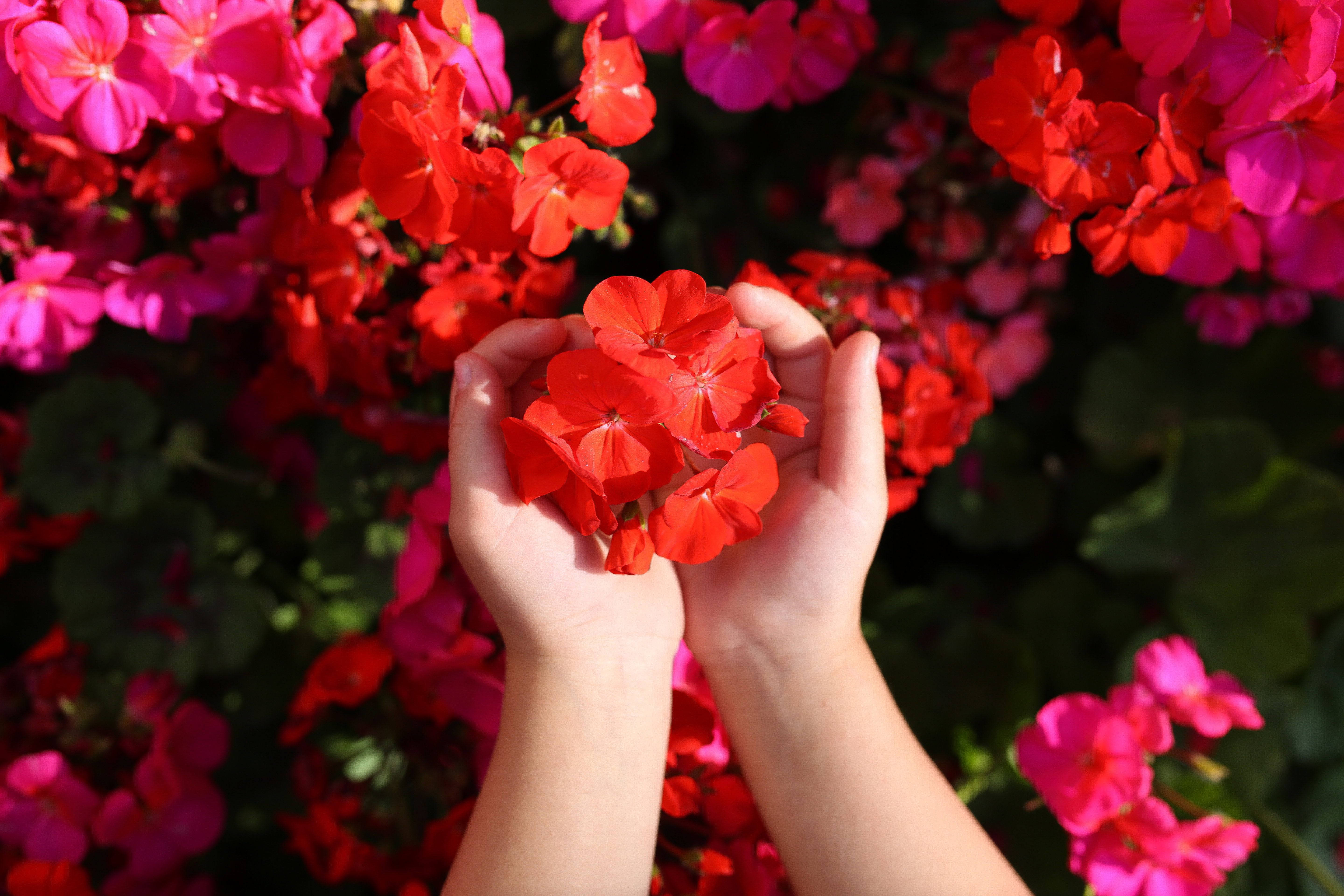 Pelargonia w rękach dziecka