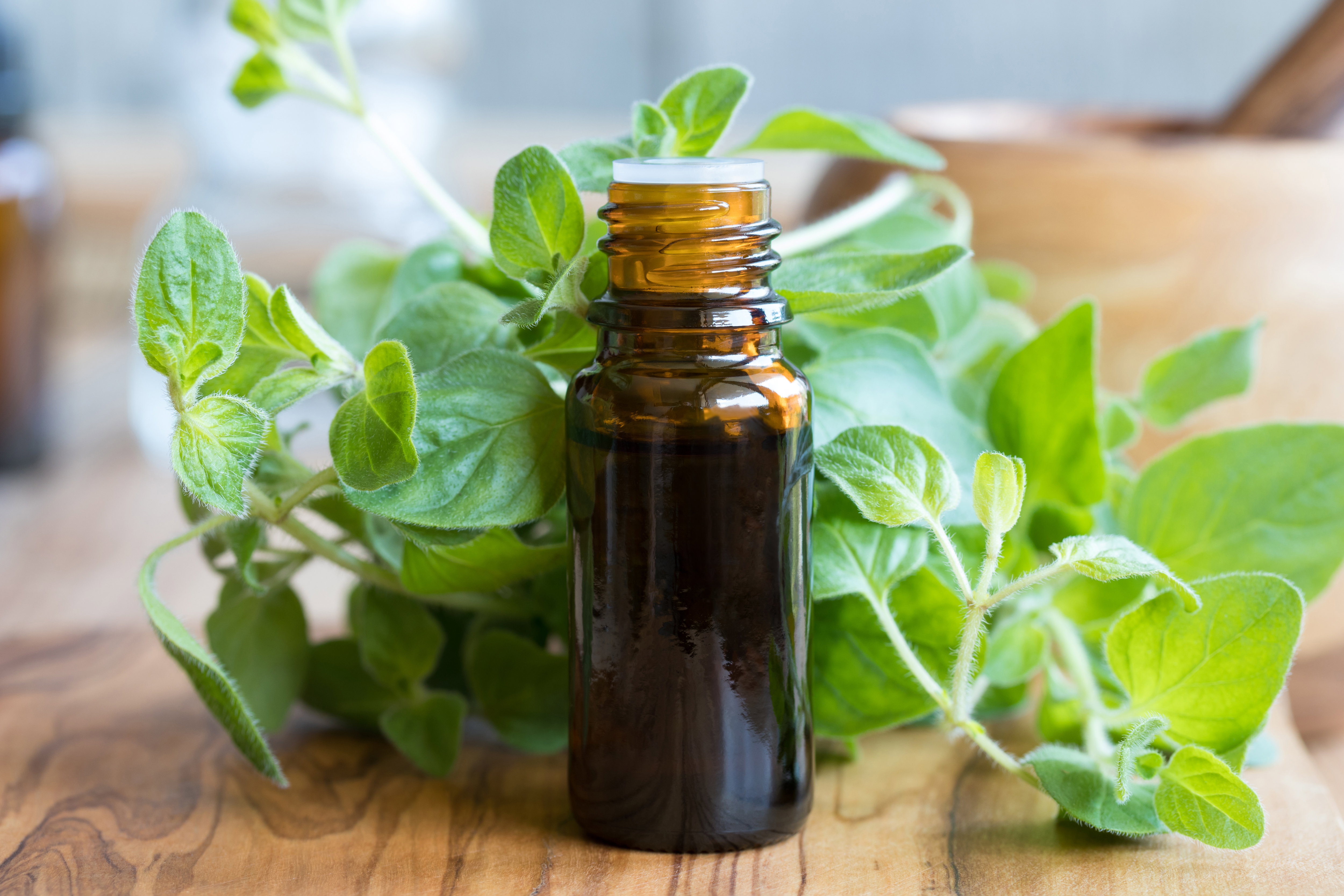 olej z oregano, oregano