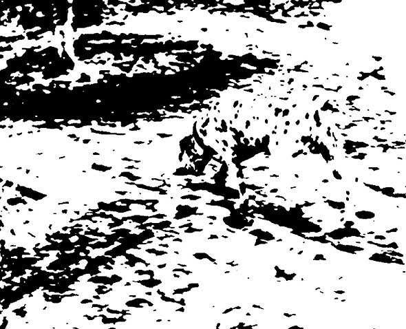 112981-23915c4