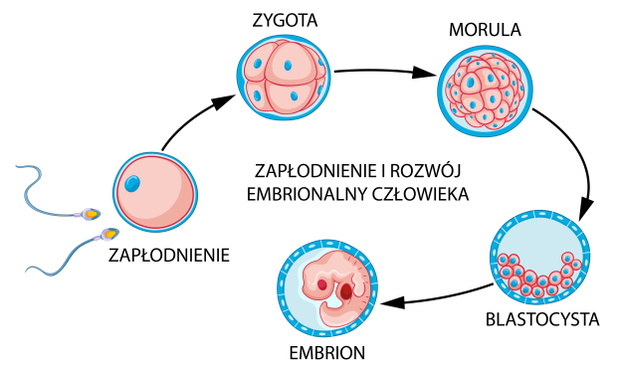 Human fertilization and embryo development