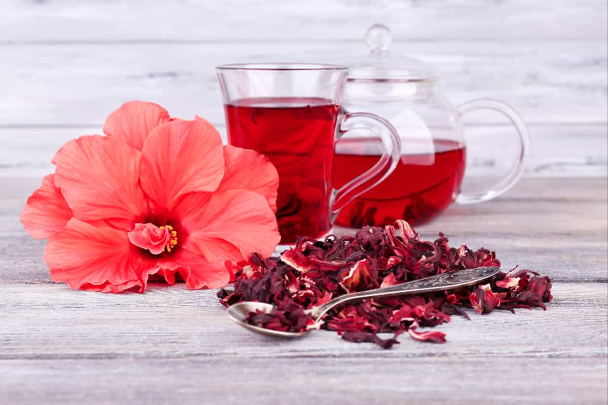 hibiskus w ciąży