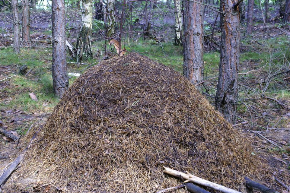 mrówki