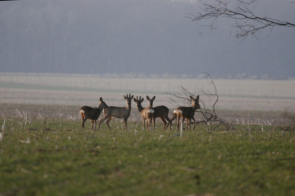 zwierzęta w lesie - sarny