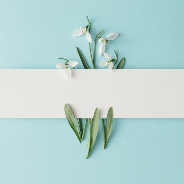 Creative layout made with snowdrop flowers on bright blue  backg