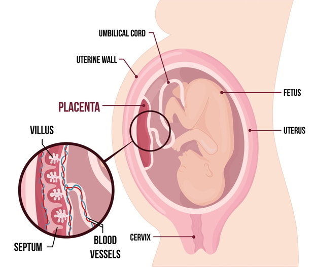 Human Fetus Placenta Anatomy. Usual anatomical Placenta Location