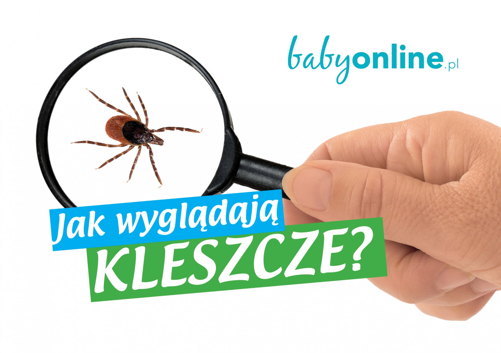 Kleszcz – jak wygląda kleszcz wbity w skórę i kleszcz w naturze?