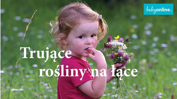 Nie tylko barszcz Sosnowskiego: trujące rośliny w Polsce