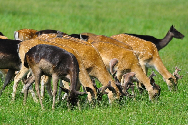 Polska - Mazury - Warmia. Sarny i daniele.