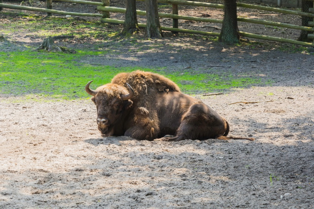 Żubry, Zagroda pokazowa, Woliński Park Narodowy, Międzyzdroje