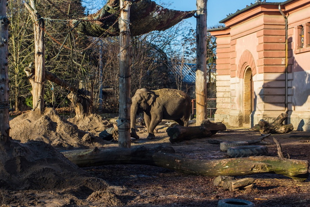 Elephants at the Wroclaw Zoo. Poland