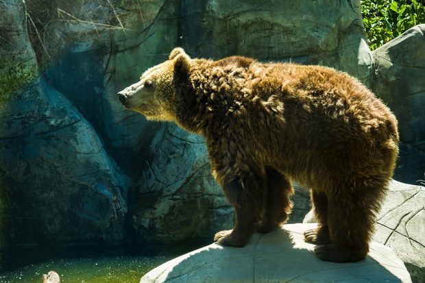 Brown bear on the rock
