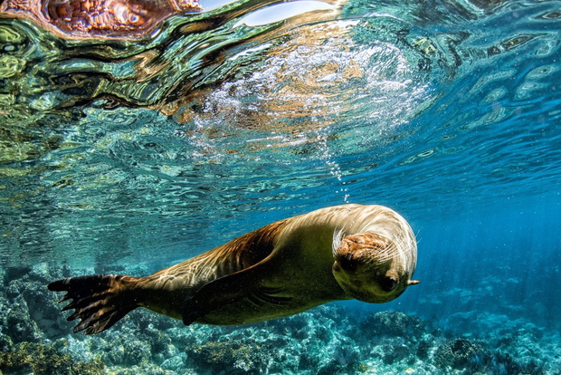 sea lion seal underwater while diving in cortez sea