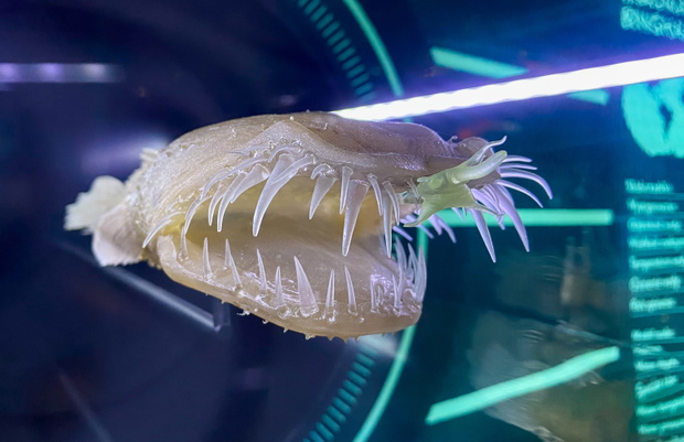 Wroclaw, Poland - March 2022: Thaumatichthys Binghami model in museum Hydropolis in Wroclaw