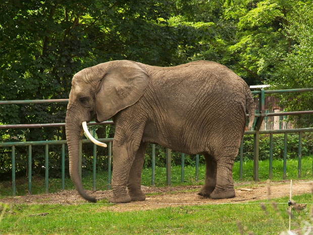 Zoo Gdansk Oliwa in Gdansk. Poland