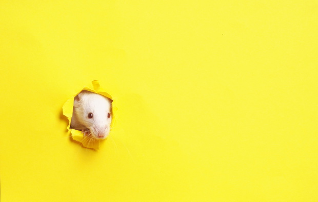 Cute white mouse on yellow background . Mouse is symbol of the new year 2020 in the Chinese calendar. New year and Christmas concept.