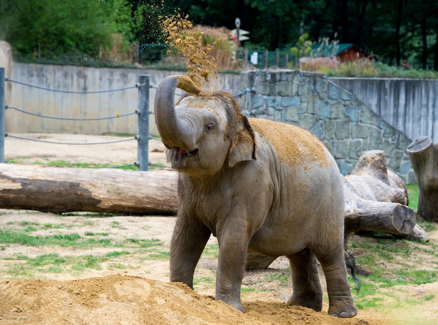 Big elephant playing in zoo.