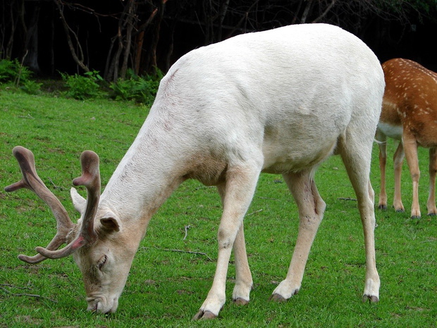 Deers