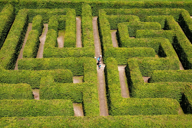 People walking on green bushes labyrinth, hedge maze.
