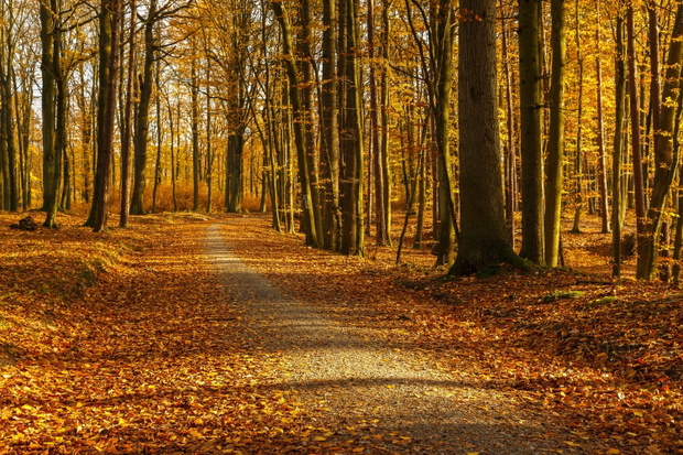 Forest paths in autumn colors in the Tricity Landscape Park, Gda