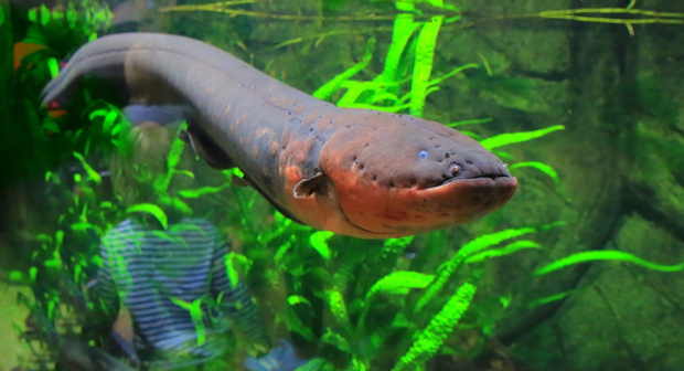 Electric eel under water (Gdynia, Poland)