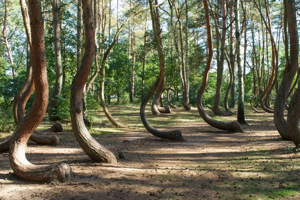 Warped trees of the Crooked Forest, Krzywy Las, in western Polan