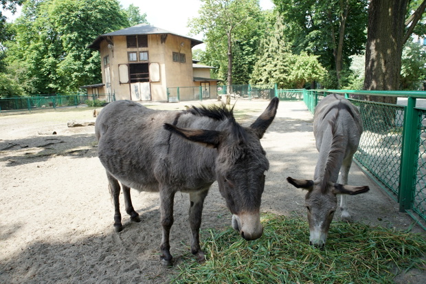 osły w poznańskim ogrodzie zoologicznym